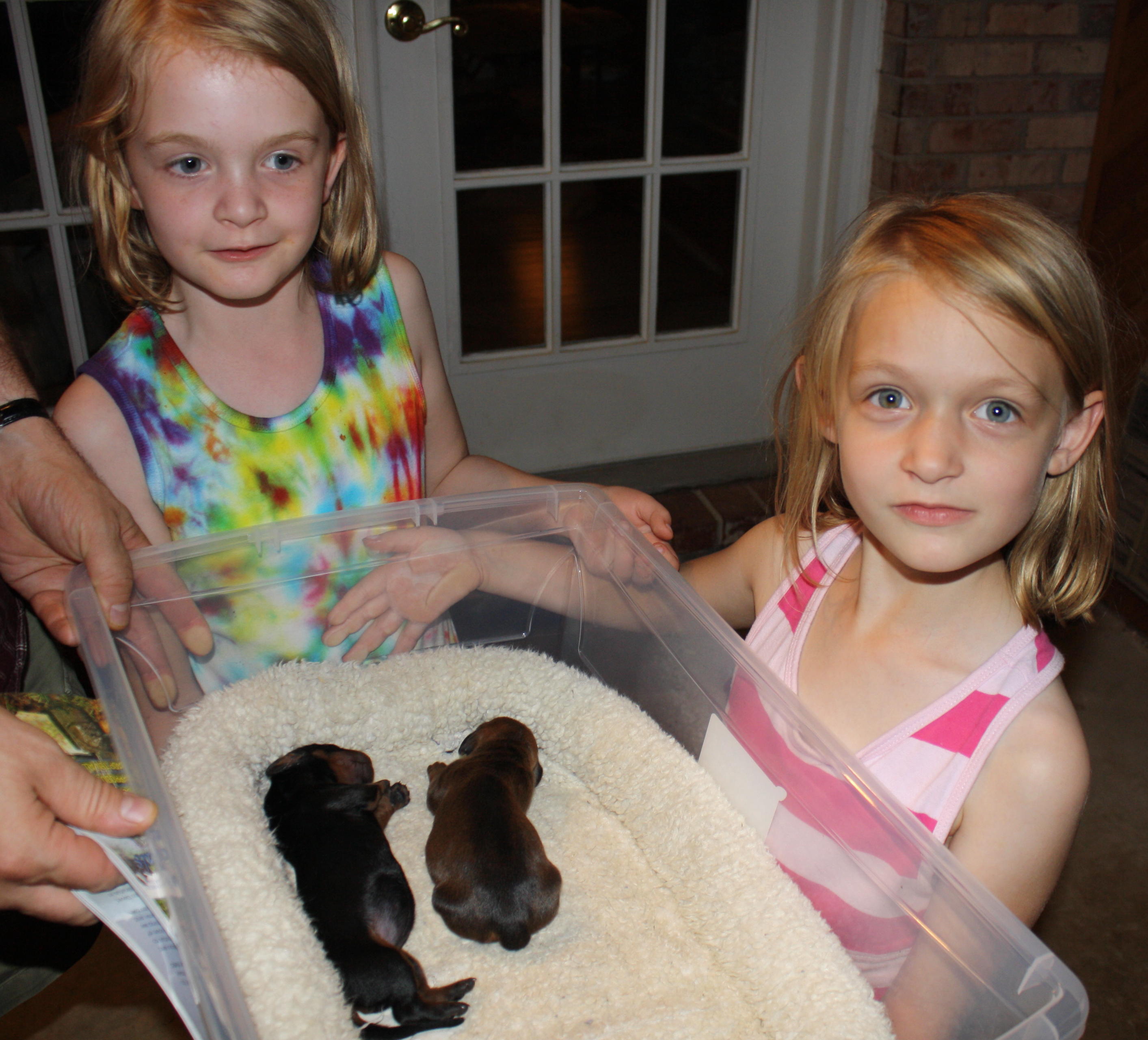 2010_05_26 Lillys puppies.jpg